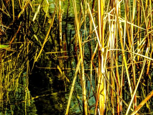 Margaret Island Pond Fake