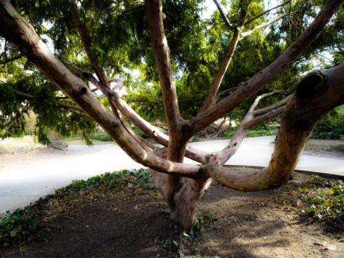 Margaret Island Tree Dream