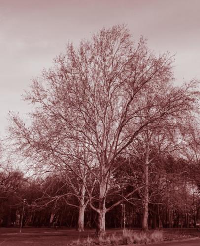 Margaret Island Tree Red Tone