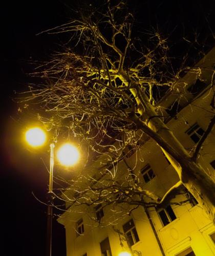 TreeStreetLights